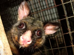 Possum Kristie Cameron Unitec